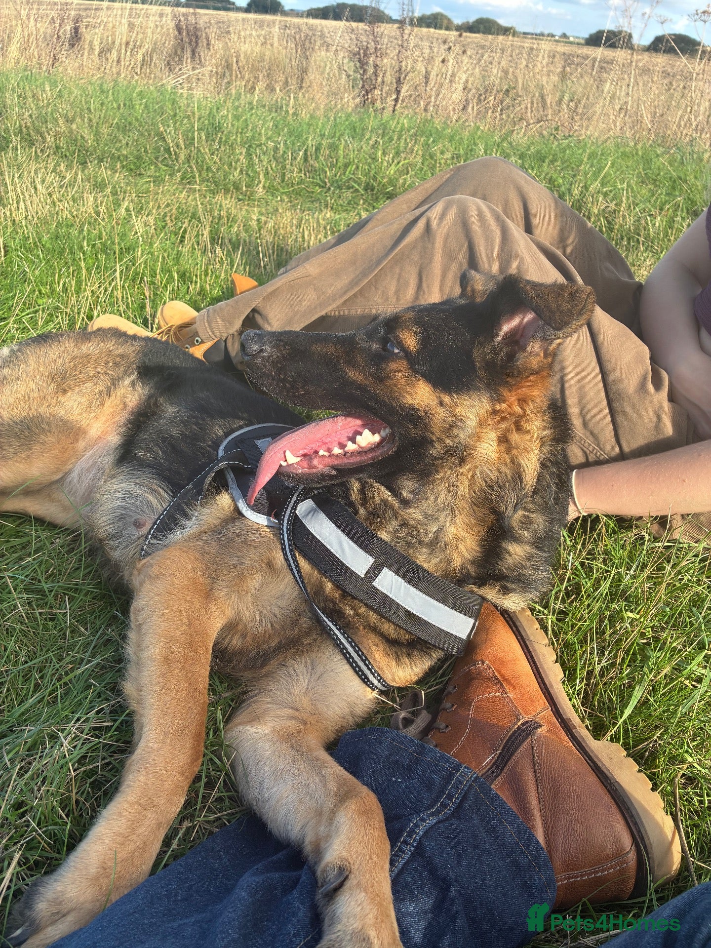 German Shepherd dogs Mrs.   - Advert 1