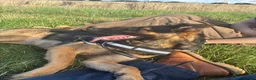 German Shepherd dogs for sale: Mrs.   in Newark - Advert 1