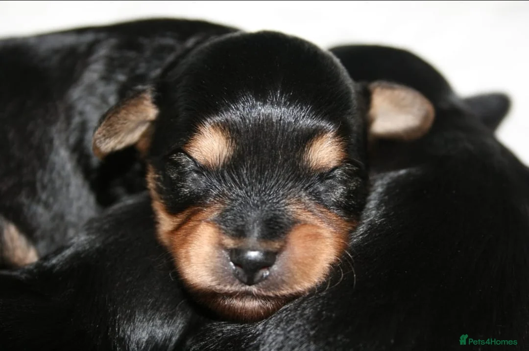 Yorkiepoo dogs for sale: Beautiful Porkies  in Steyning - Advert 13