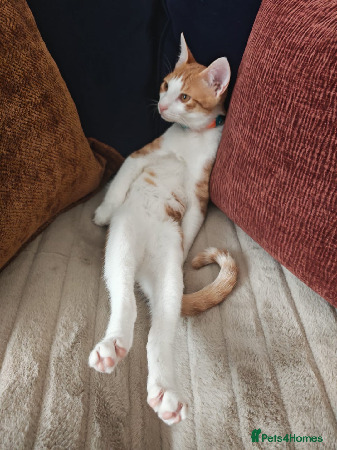 Mixed Breed cats for adoption: Gorgeous tiny tiger Lincoln needs a new home  - Image 1