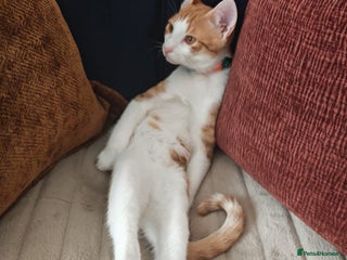 Mixed Breed cats - Advert 16