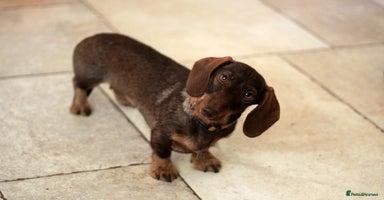 Miniature Dachshund dogs - Advert 5