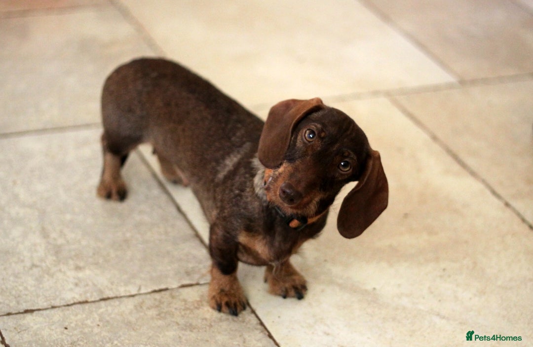 Miniature Dachshund dogs for sale: KC reg miniature wire haired dachshund bitch - Image 2