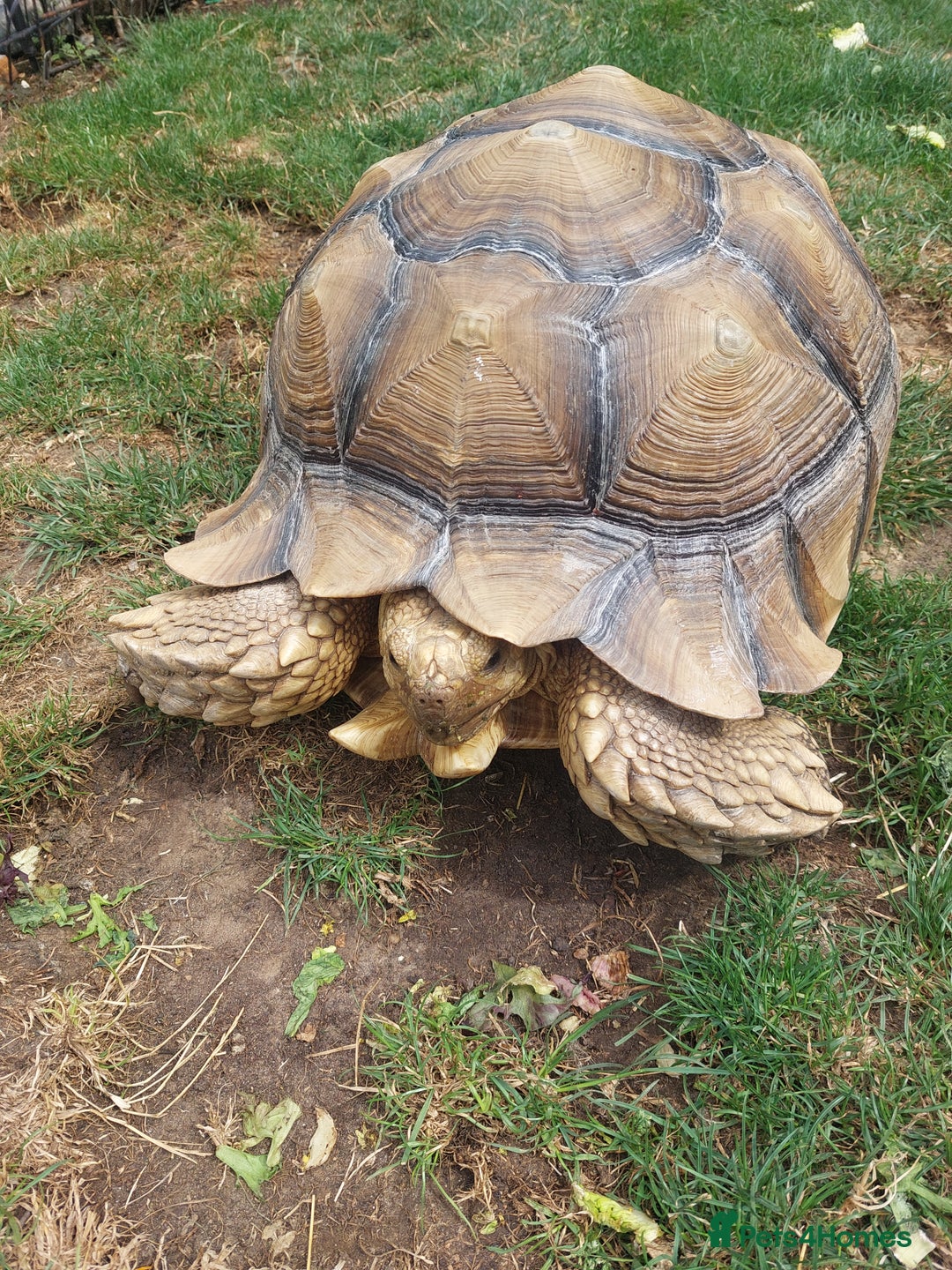 Tortoise reptiles for sale: Male sulcata tortoise 10 years old - Image 7