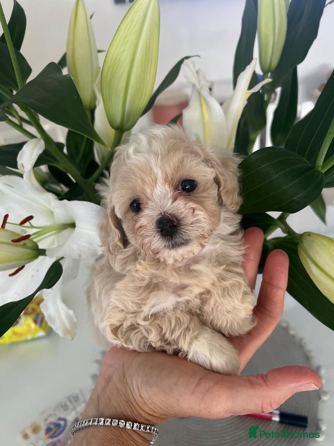 Maltipoo dogs for sale: Maltipoo puppies - Image 7