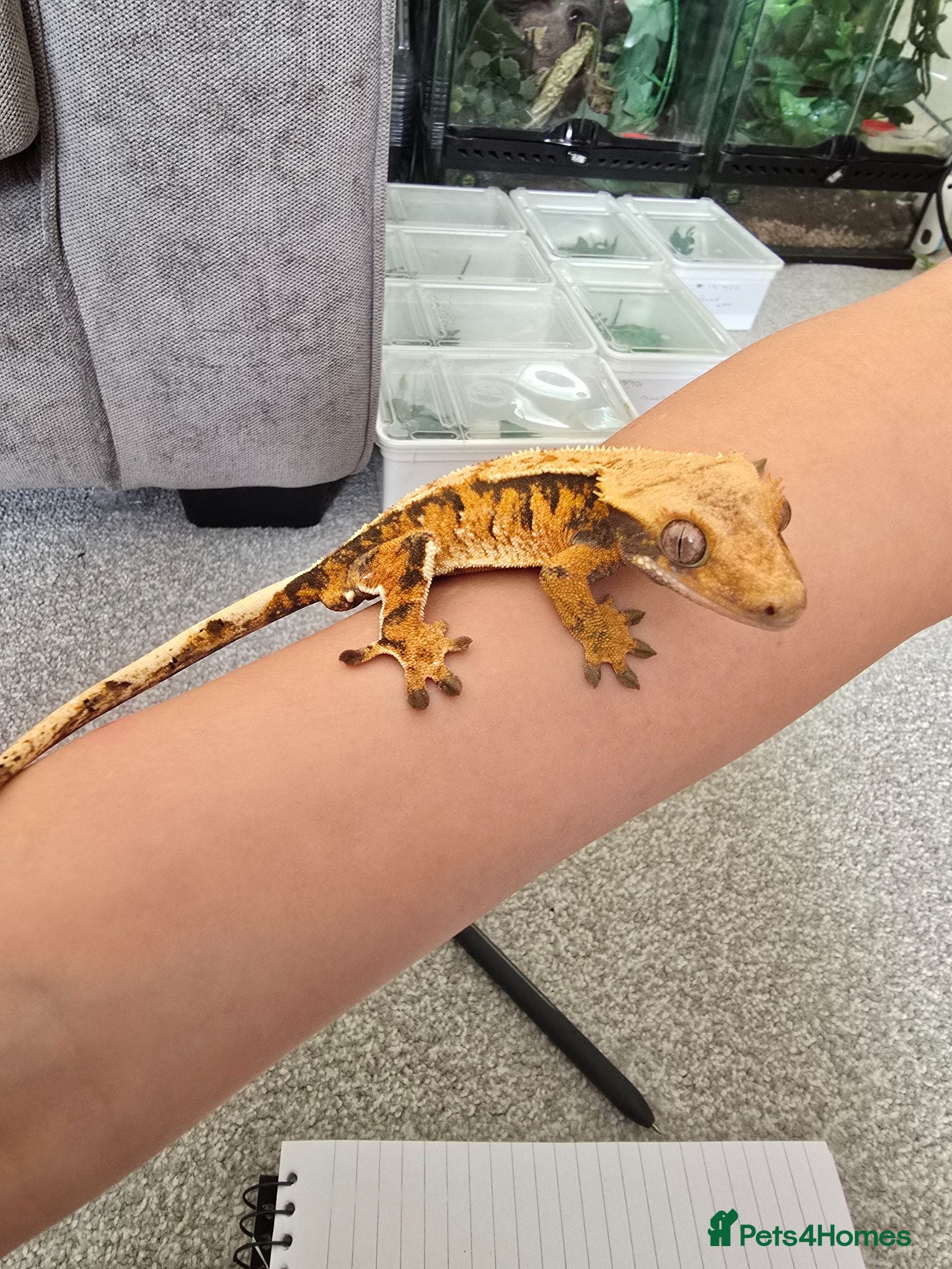 Gecko reptiles Male juvenile crested gecko  - Advert 4