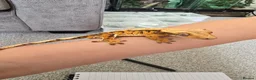 Gecko reptiles for sale: Male juvenile crested gecko  - Advert 1