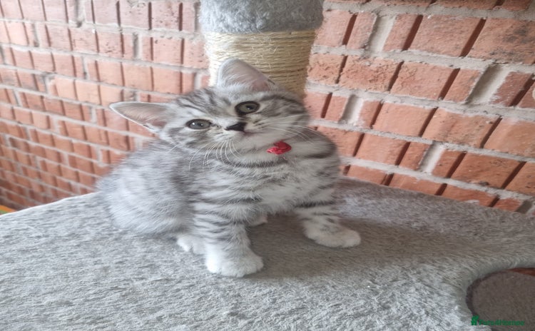 British Shorthair cats - Advert 3