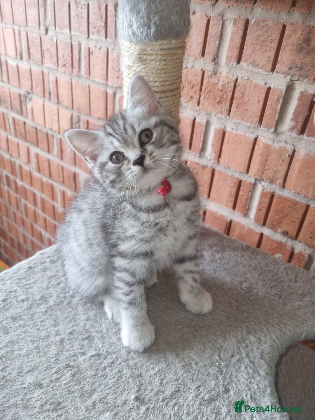 British Shorthair cats for sale: British shorthair  - Image 1