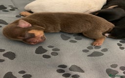 Jack Russell dogs for sale: Jack Russell Puppies  - Image 23