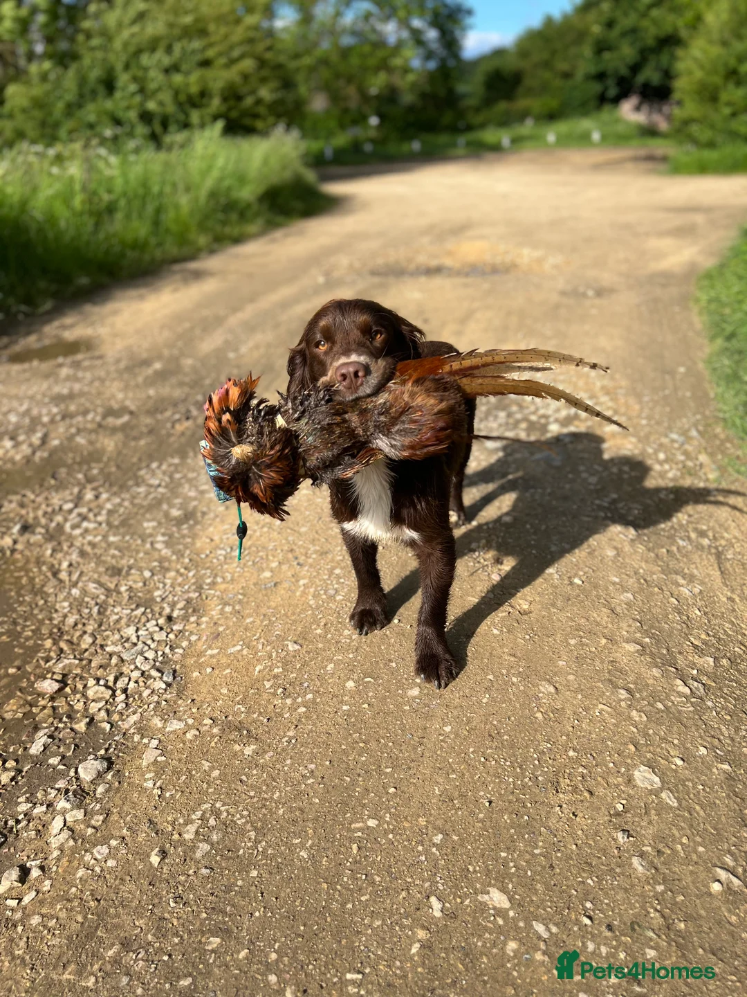 Sprocker dogs for stud: Health tested sprocker for stud in Shrewsbury - Advert 7