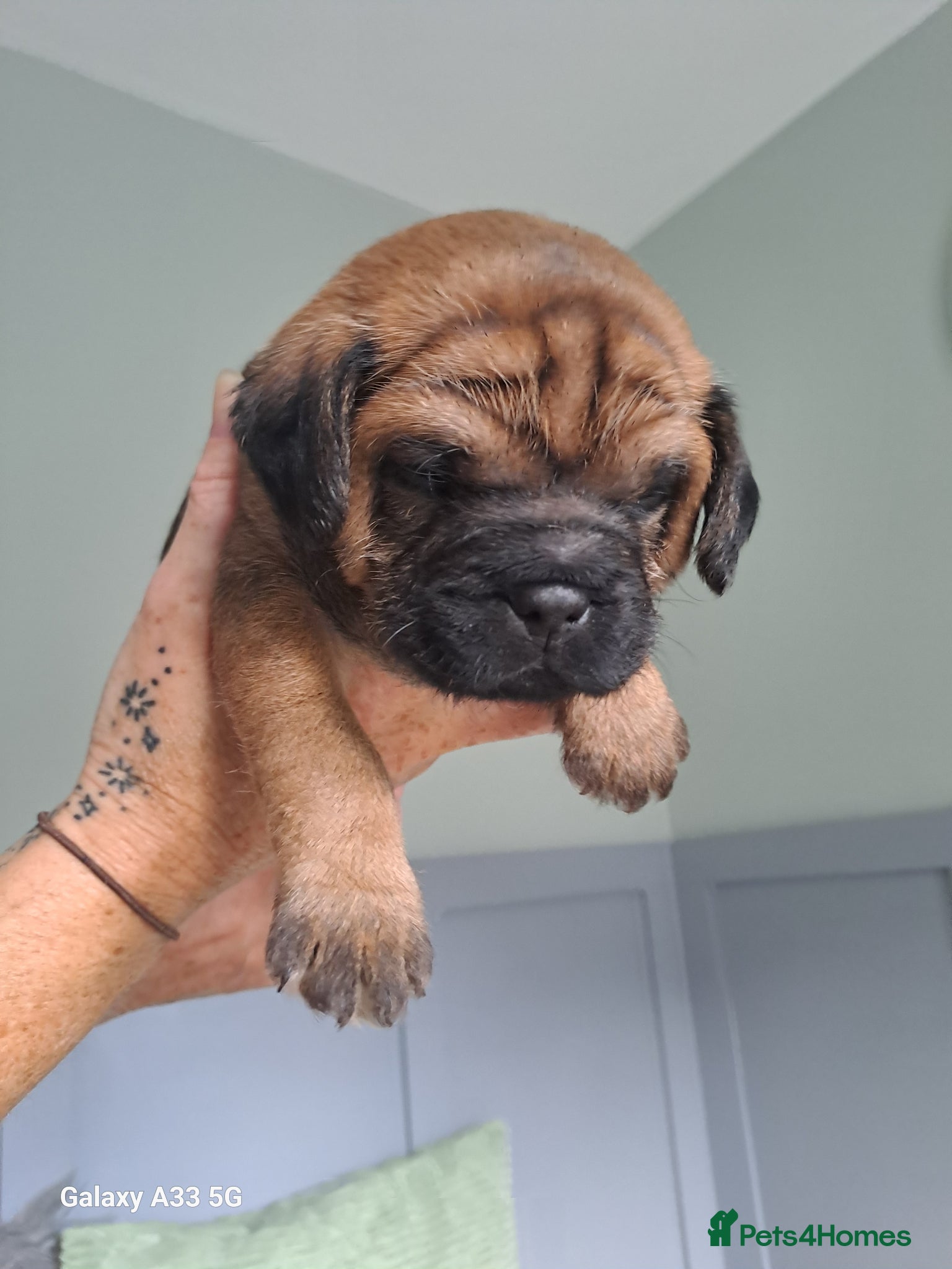 Border Terrier dogs for sale: BORDER TERRIER PUPPIES  - Advert 4