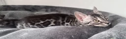 Bengal cats for sale: Exceptional kittens in silver, brown and charcoal - Advert 19