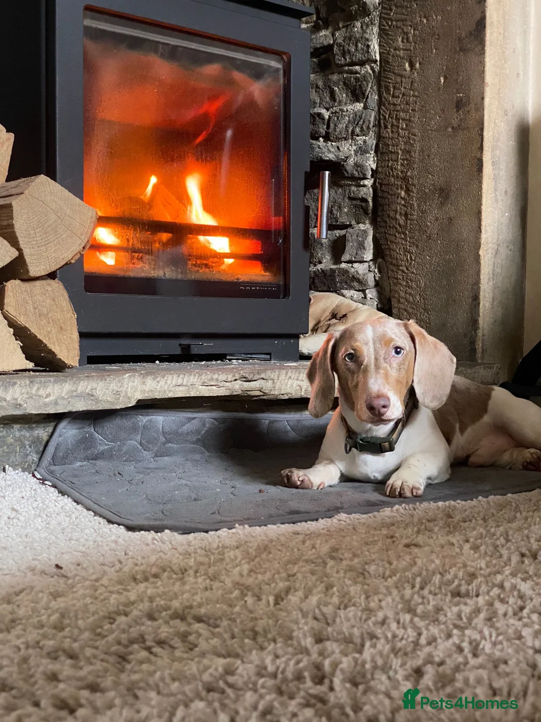Dachshund dogs for sale: 2 year old Isabella Dachshund for Sale - Duggee  - Advert 2