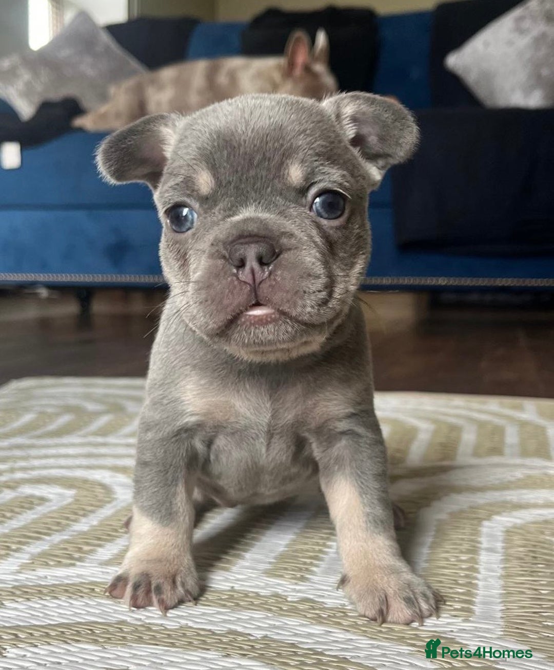 French Bulldog dogs for sale: Stunning litter of French bulldog puppies  - Image 5