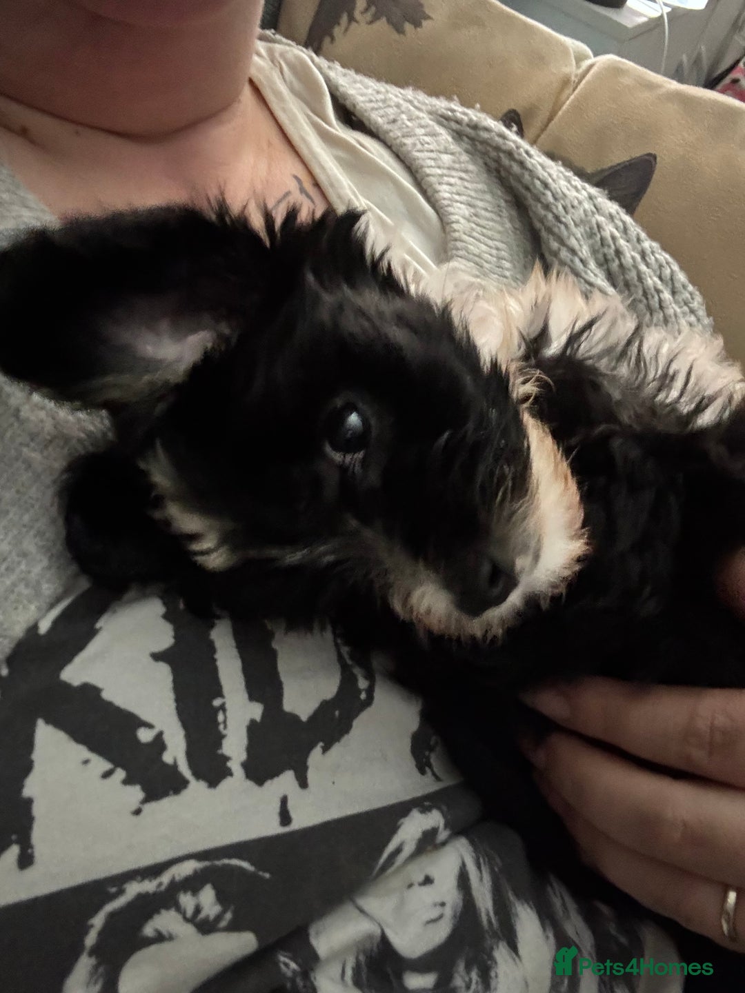 Chinese Crested dogs for sale: Chinese Crested pups- Powder Puff and Hairless - Image 4