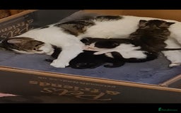 Mixed Breed cats for sale: Cute kittens for sale with goodie bag - Image 1