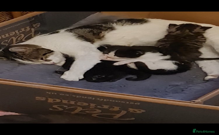Mixed Breed cats - Advert 11