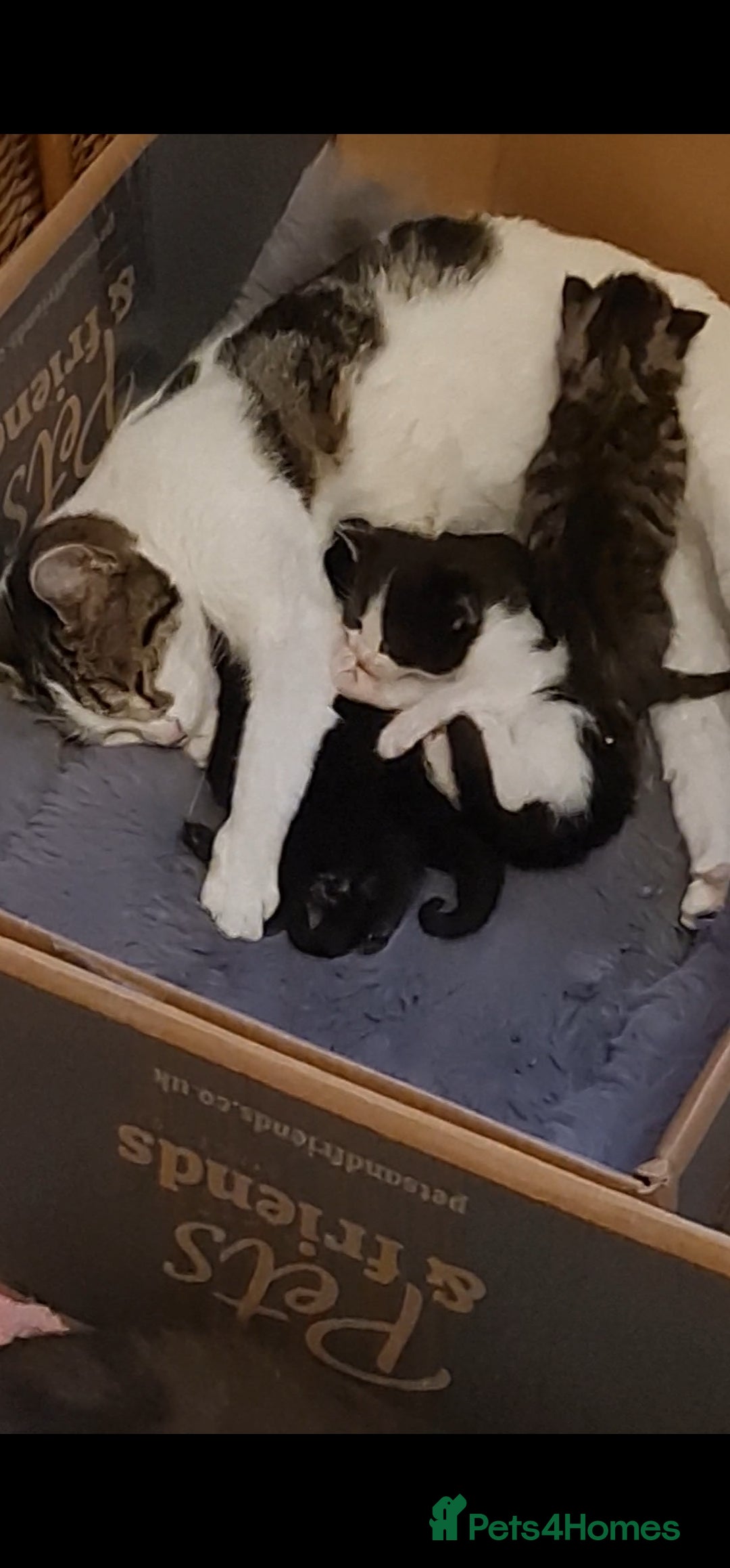 Mixed Breed cats for sale: Cute kittens for sale with goodie bag - Image 1