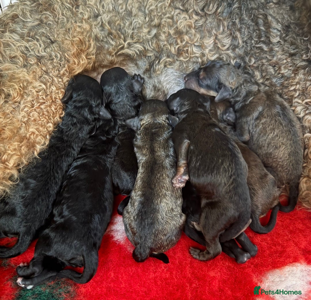 Poochon dogs for sale: Poochon puppy’s  - Advert 5