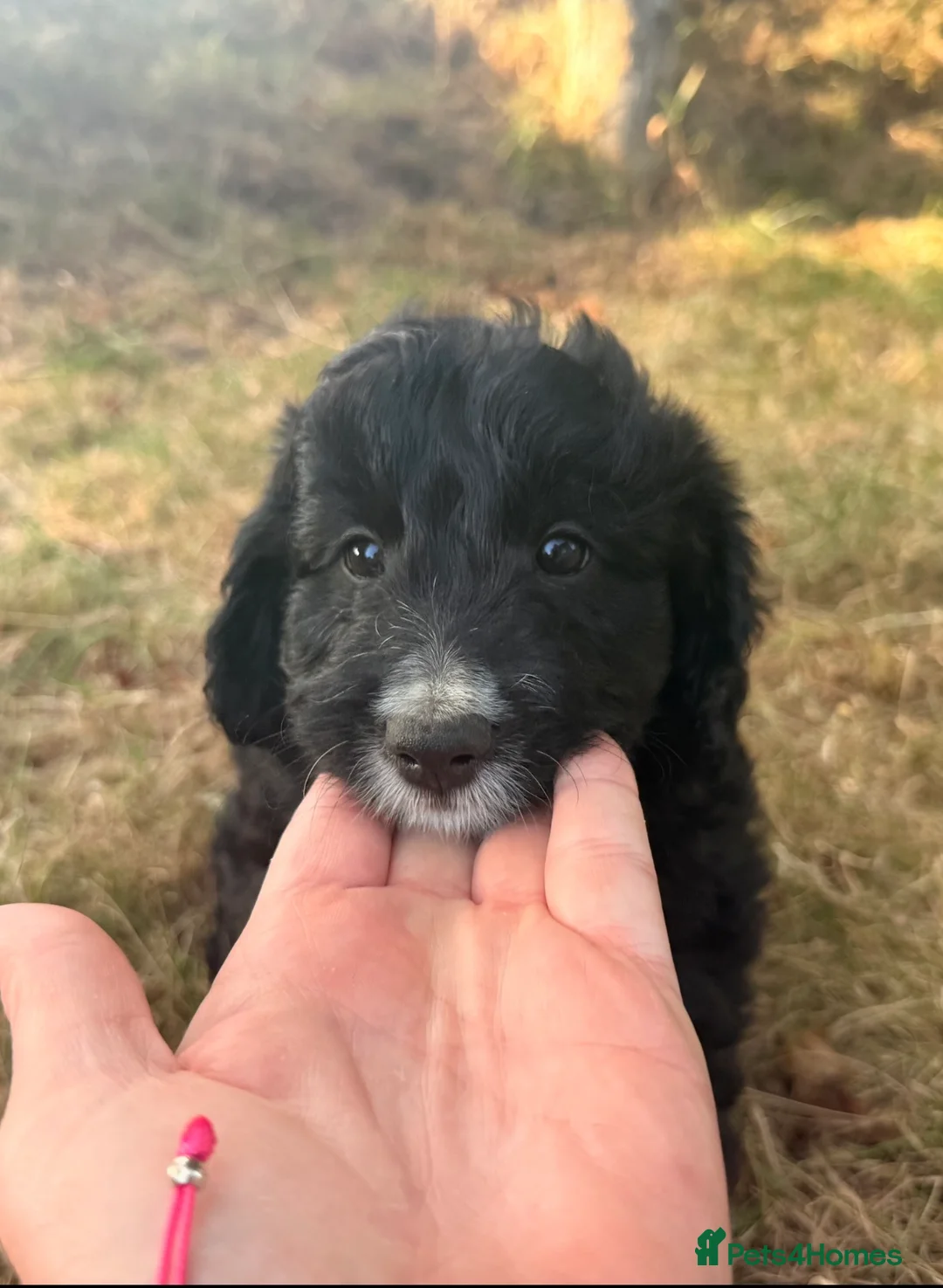 Bordoodle dogs for sale: Border doodle puppies - Advert 1