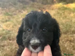 Bordoodle dogs Border doodle puppies - Advert 1