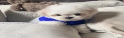 Maltese dogs for sale: Bambelina Korean Maltese  - Advert 7