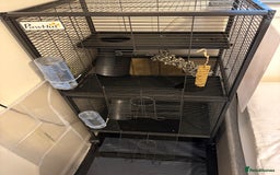 Rat rodents for sale: Female rats - Image 2