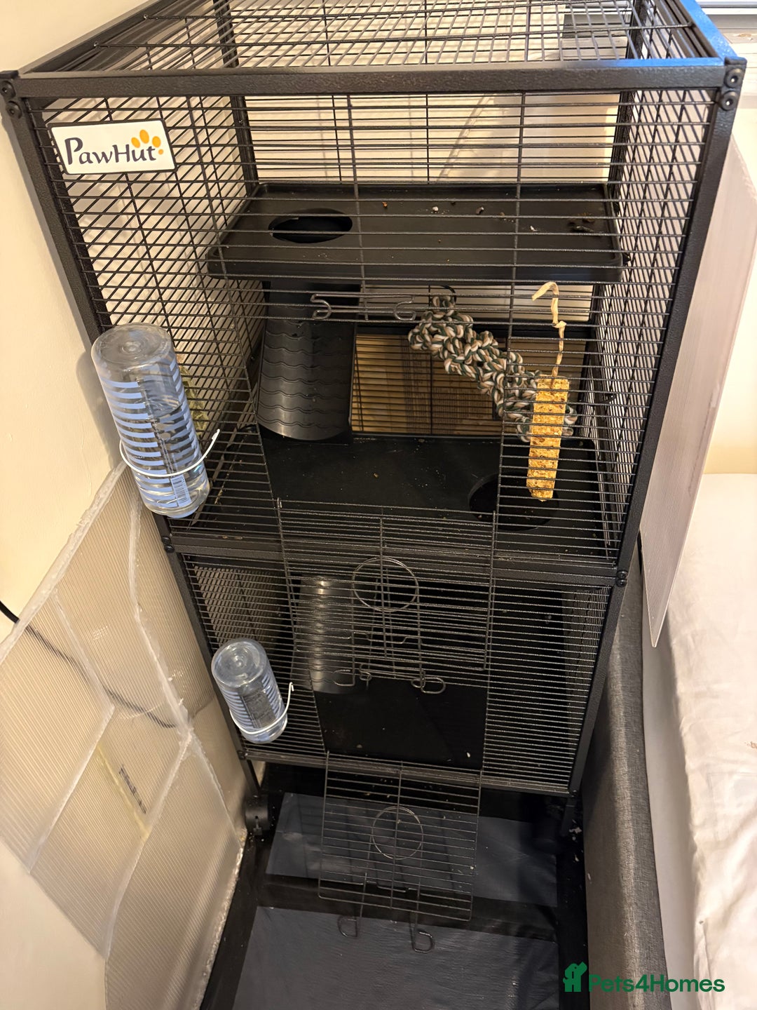 Rat rodents for sale: Female rats - Image 2