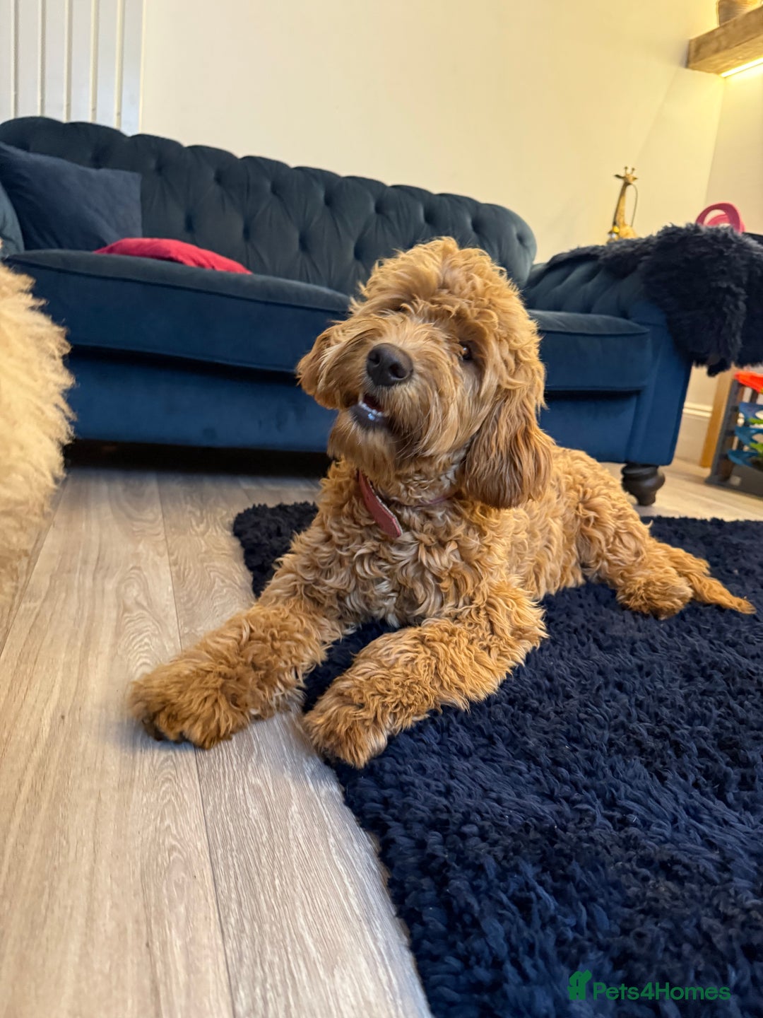 Mixed Breed dogs for sale: Female miniature Golden Doodle  - Image 9