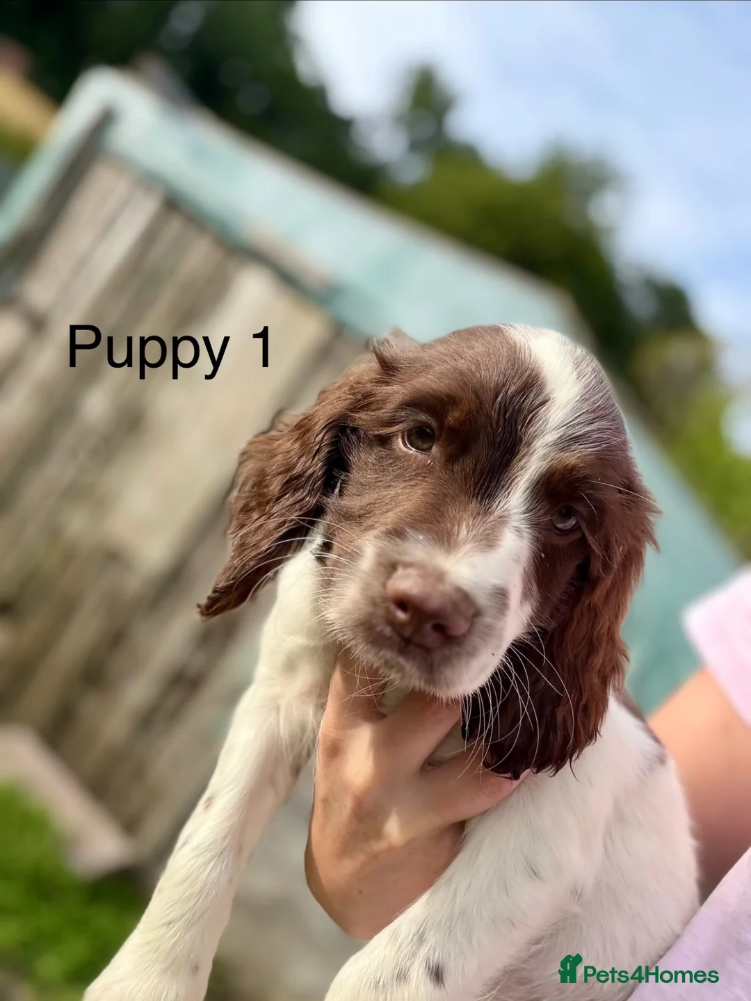 English Springer Spaniel dogs for sale: KC Reg Springer Spaniels  - Advert 2