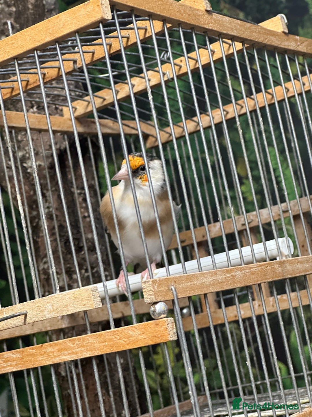 Finches birds for sale: Goldfinch for sale  - Image 22