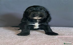 Cocker Spaniel dogs for sale: Outstanding KC Show Cockers 🐾 - Image 7
