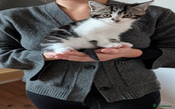 Mixed Breed cats for sale: Adorable Kittens - Litter Trained - Image 6