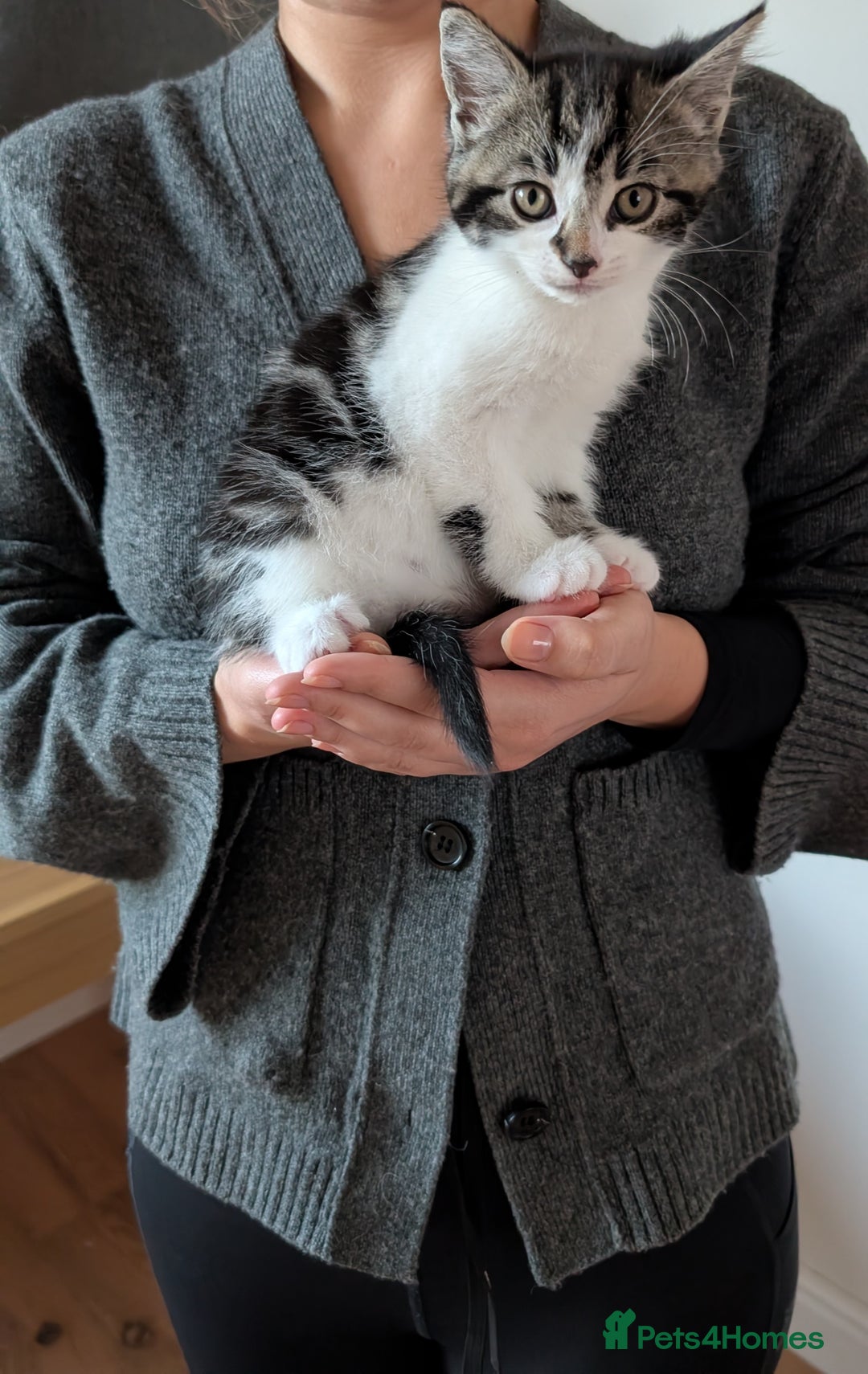 Mixed Breed cats for sale: Adorable Kittens - Litter Trained - Image 6