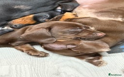 Miniature Dachshund dogs for sale: Gorgeous minix dachshund puppies ready now! - Image 7