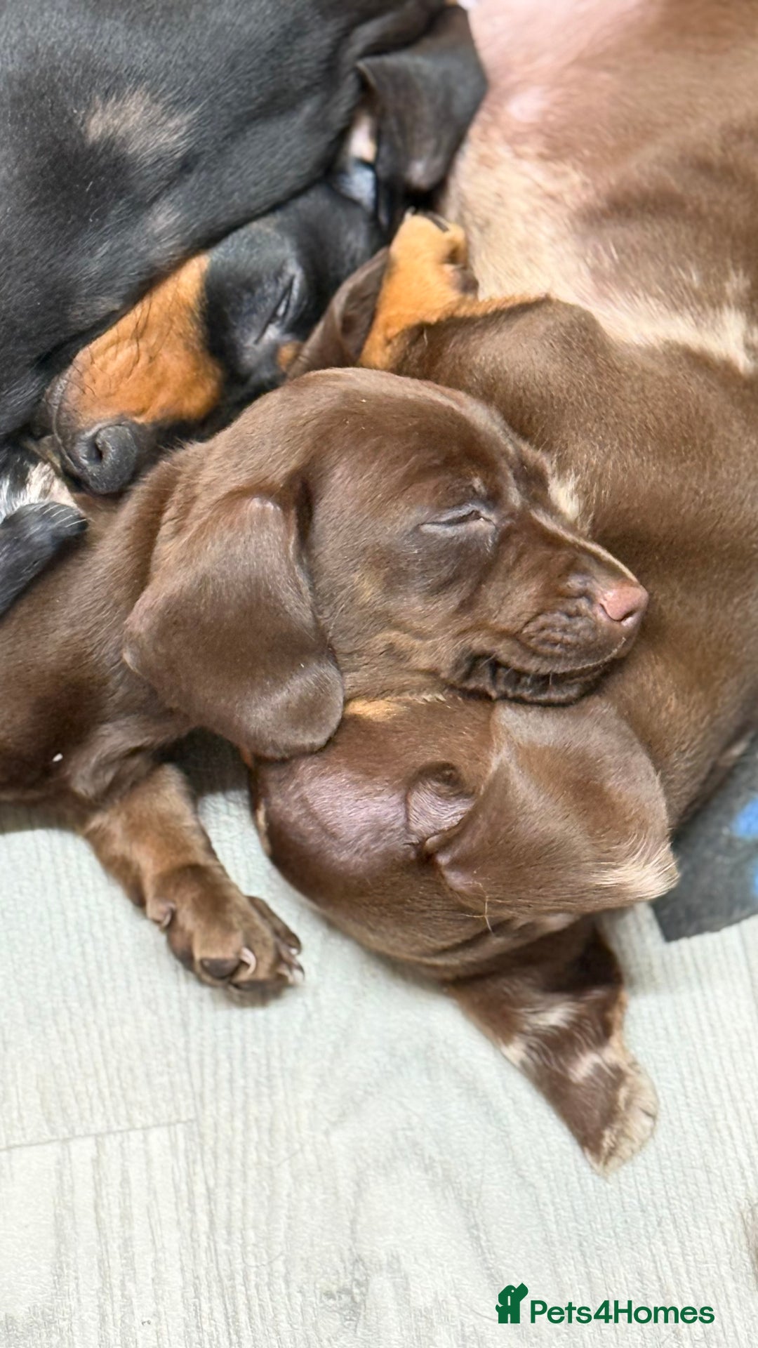 Miniature Dachshund dogs for sale: Gorgeous minix dachshund puppies ready now! - Image 7
