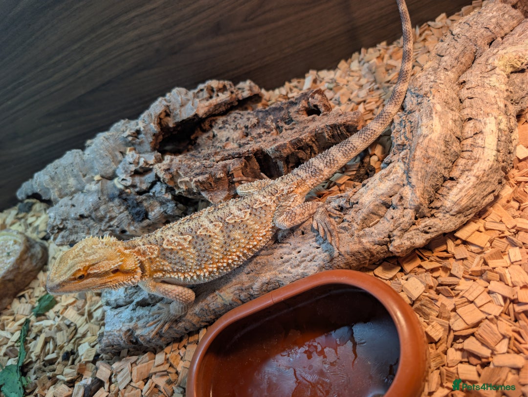 Bearded Dragon reptiles for sale: Male and female bearded dragon for sale  - Image 2