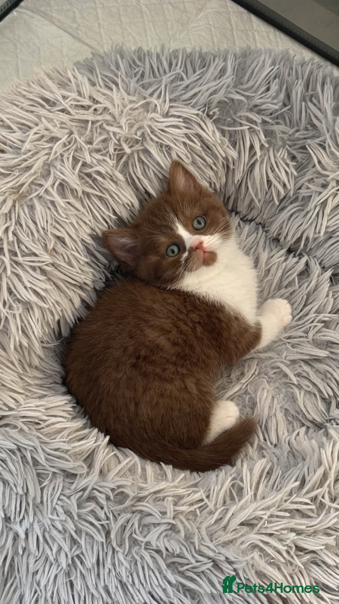 British Shorthair cats GCCF REG BSH - CHOCOLATE BI & CINNAMON BI KITTENS - Advert 1
