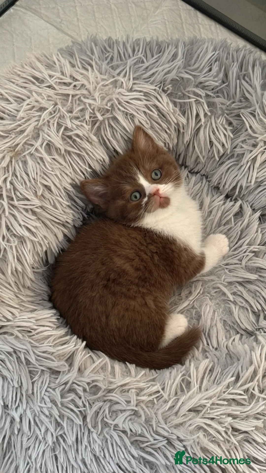 British Shorthair cats for sale: GCCF REG BSH - CHOCOLATE BI & CINNAMON BI KITTENS - Advert 1