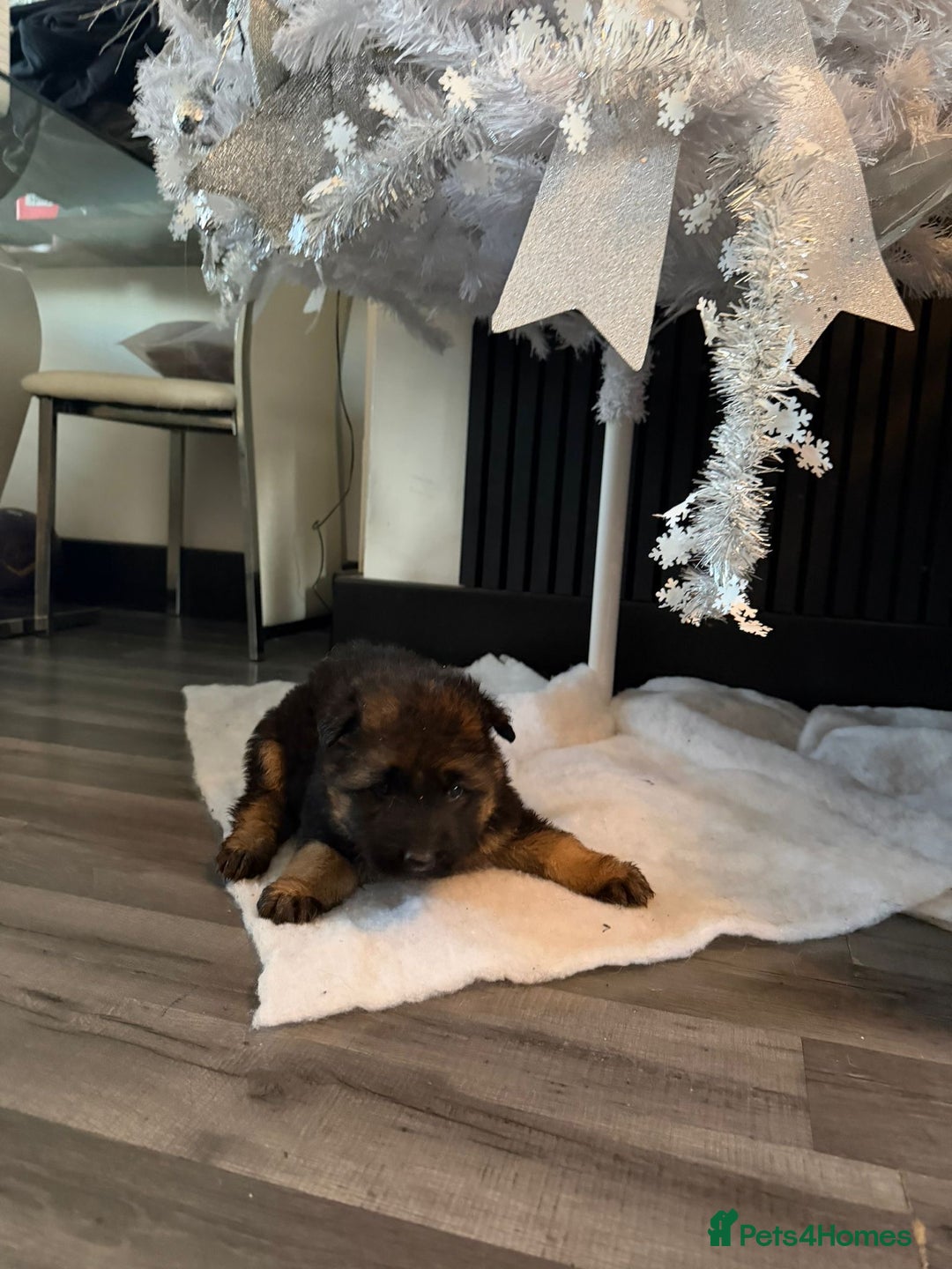 German Shepherd dogs for sale: German Shepard puppies  - Advert 14