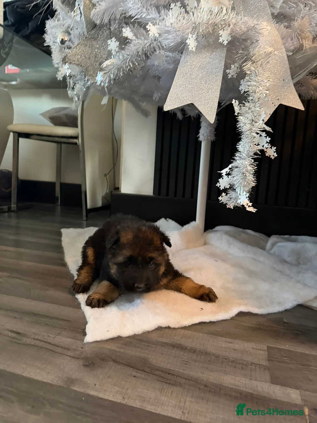 German Shepherd dogs for sale: German Shepard puppies  - Advert 19