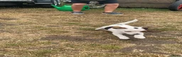 Jack Russell dogs for sale: Jack Russell puppy - Advert 5