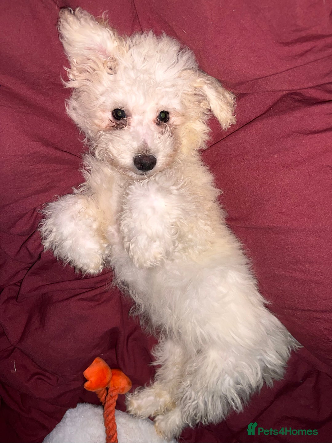 Bichon Frise dogs for sale: Bichon Frise - Advert 1