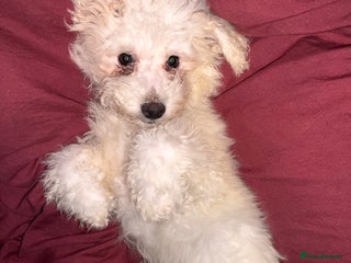 Bichon Frise dogs Bichon Frise - Advert 1