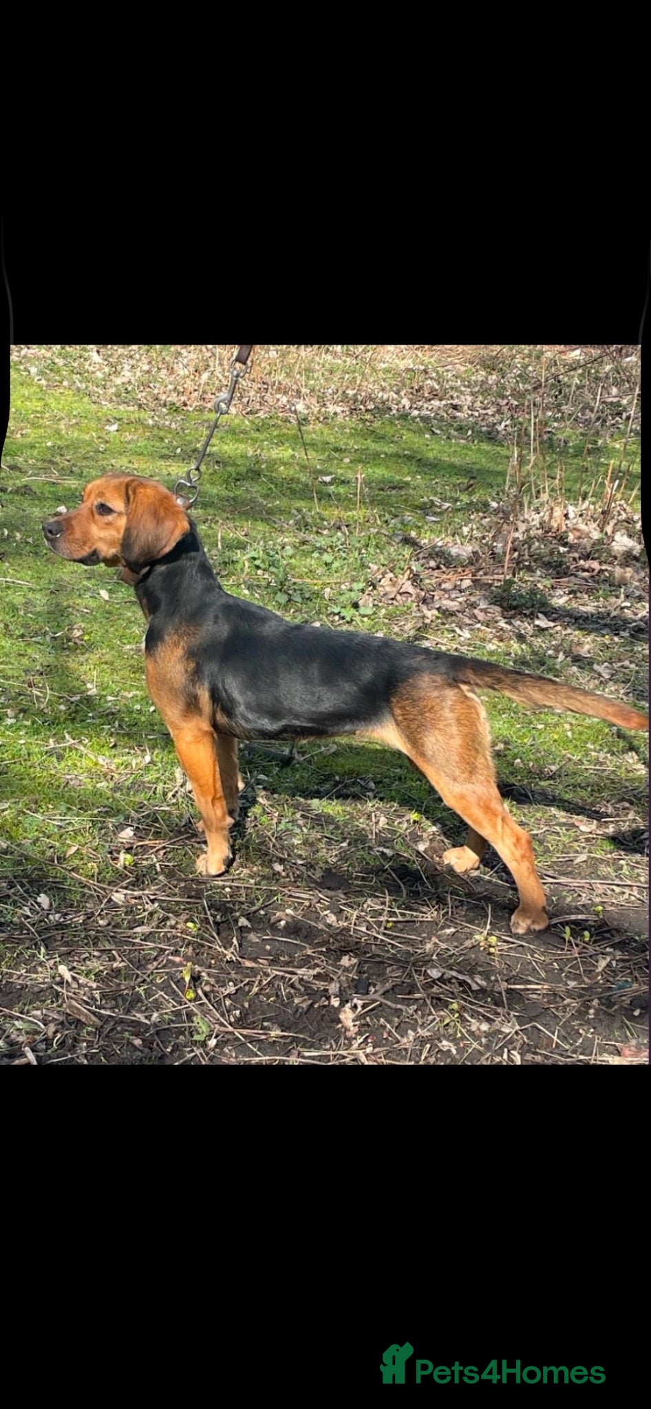 Mixed Breed dogs Brocker - Advert 1