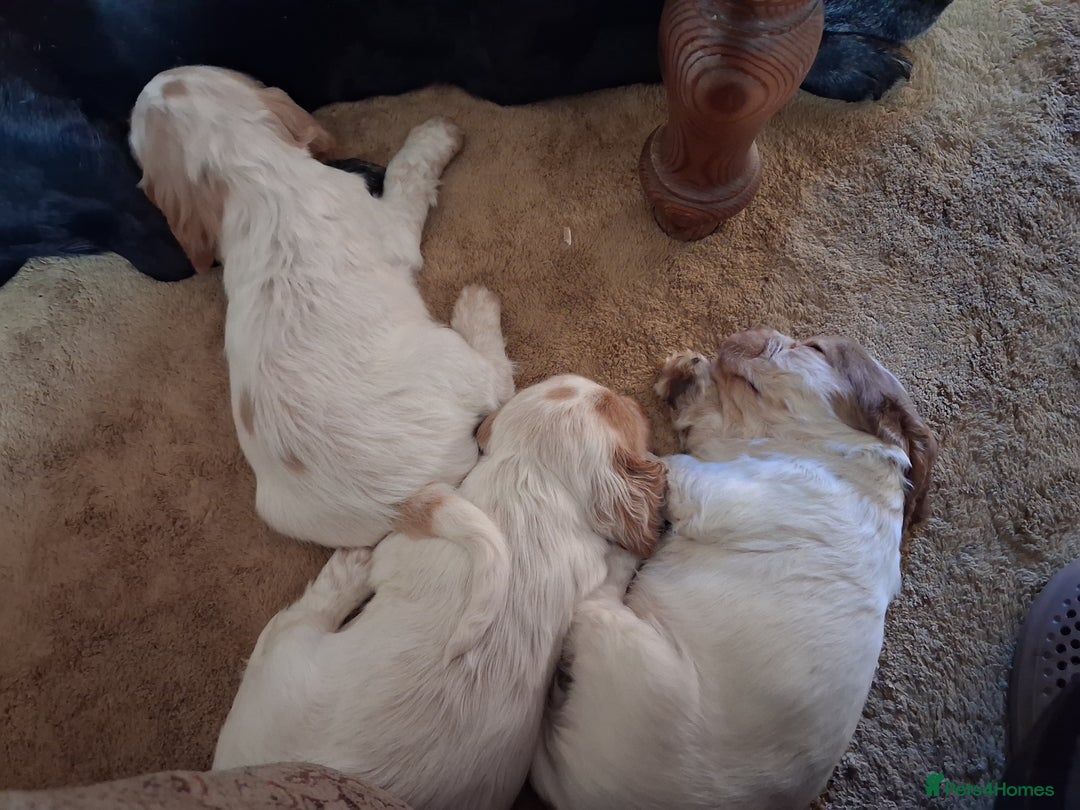 Sprocker dogs for sale: Sprocker pups for sale. - Advert 10