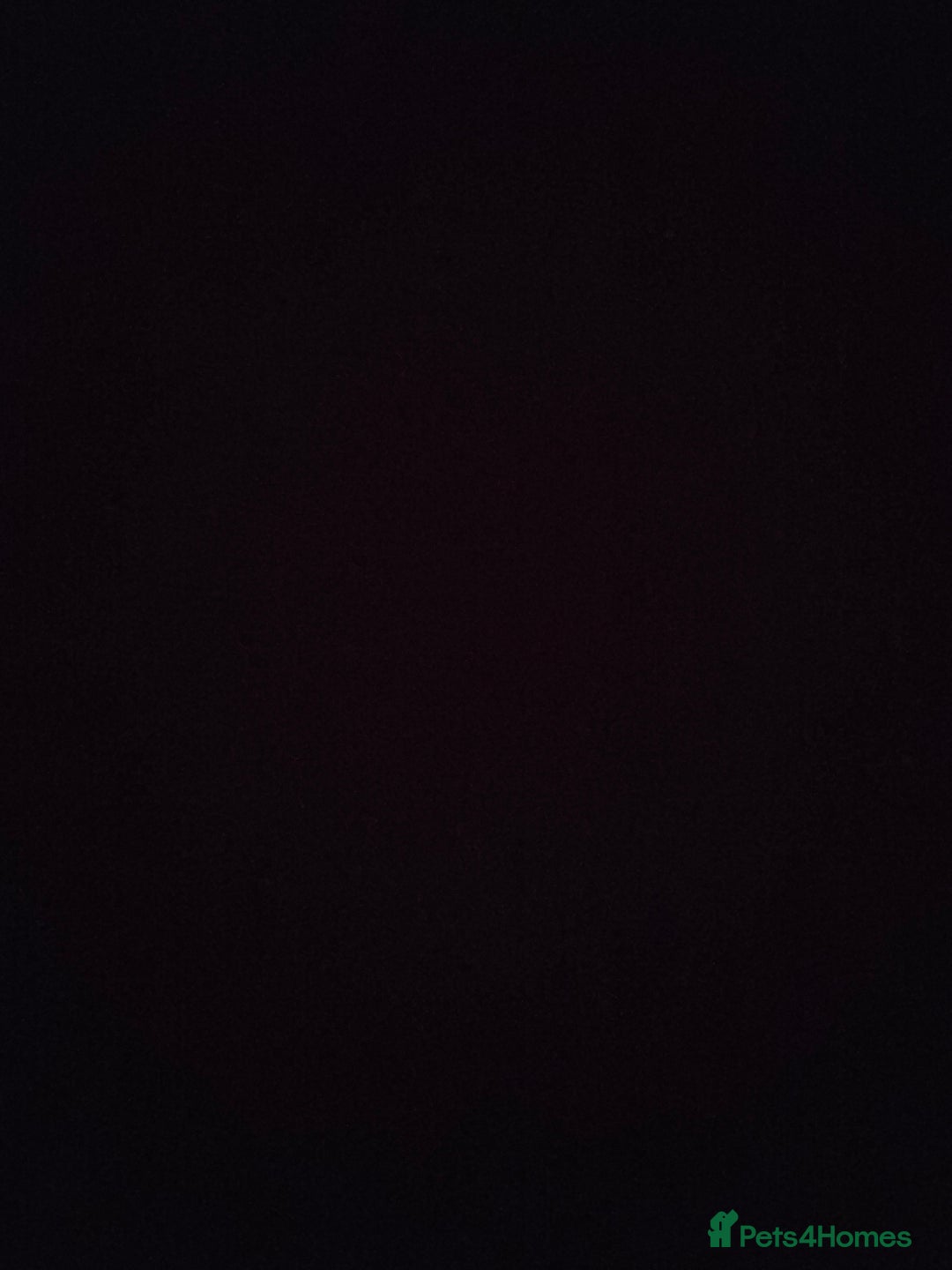 Dachshund dogs for sale: Dachshund puppy  - Advert 5