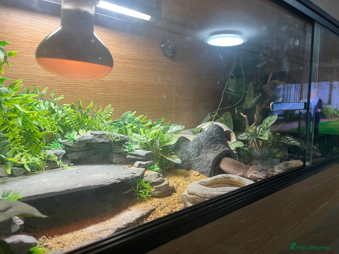 Leopard Gecko reptiles for sale: Echo the Gecko - Advert 4