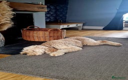 Goldendoodle dogs for sale: Goldendoodle pups via POLICE dog behaviourist  - Image 7